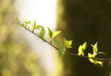 Frühling im Wald