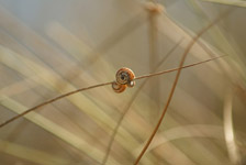 Strandschnecke