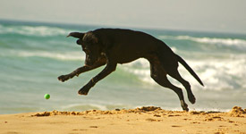 Hund am Strand